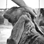 Ilustrasi Hewan Qurban. (Foto: RT)