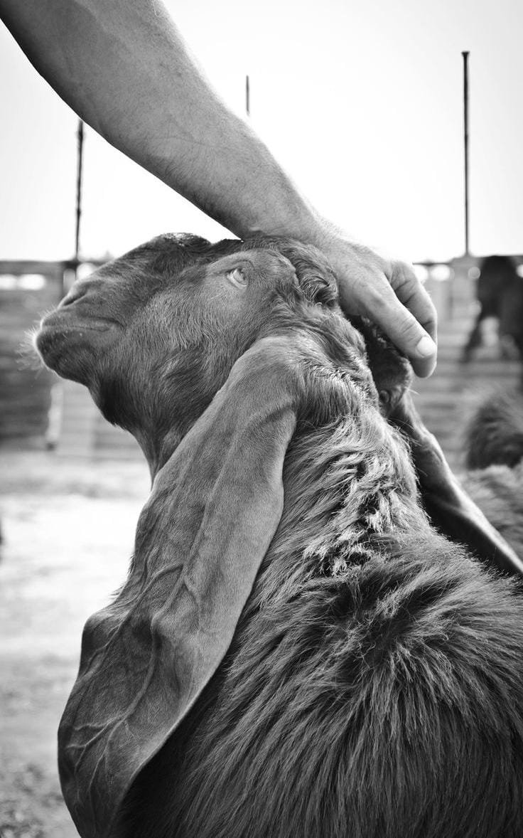 Ilustrasi Hewan Qurban. (Foto: RT)