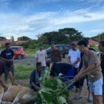 Pelaksanaan Pemotongan Hewan Quban di Halaman Graha NU Pohuwato
