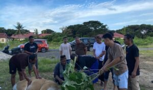Pelaksanaan Pemotongan Hewan Quban di Halaman Graha NU Pohuwato